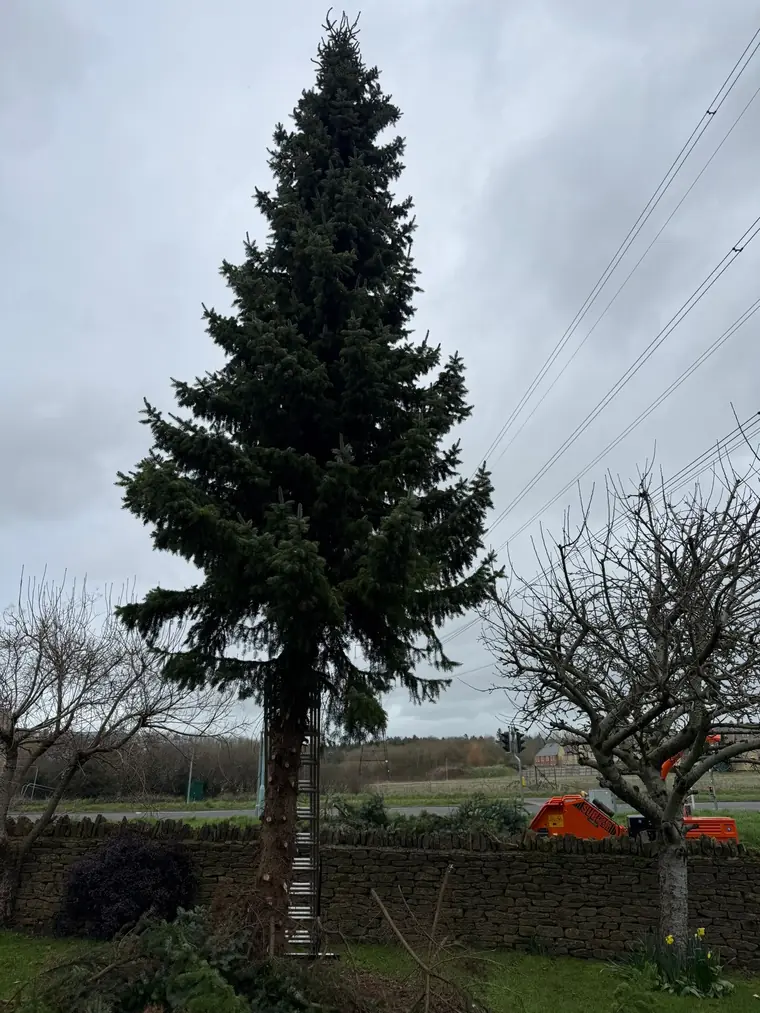 Tall conifer growing beside a Cotswold stone wall, before it was taken down