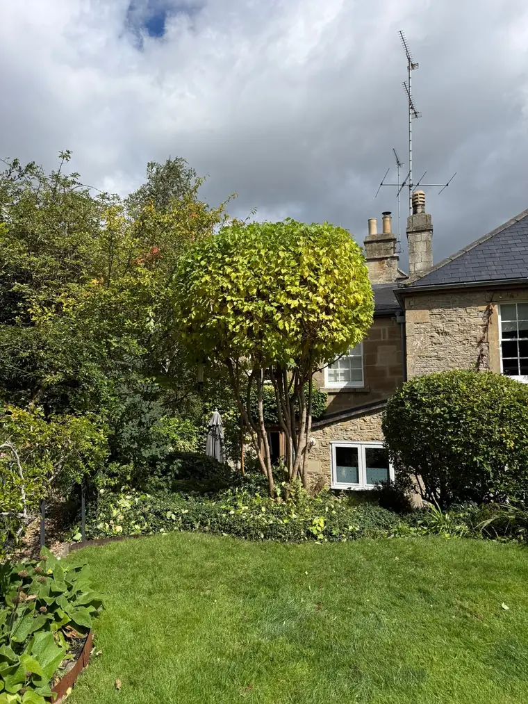The same garden tree after pruning, with a smaller, rounded crown