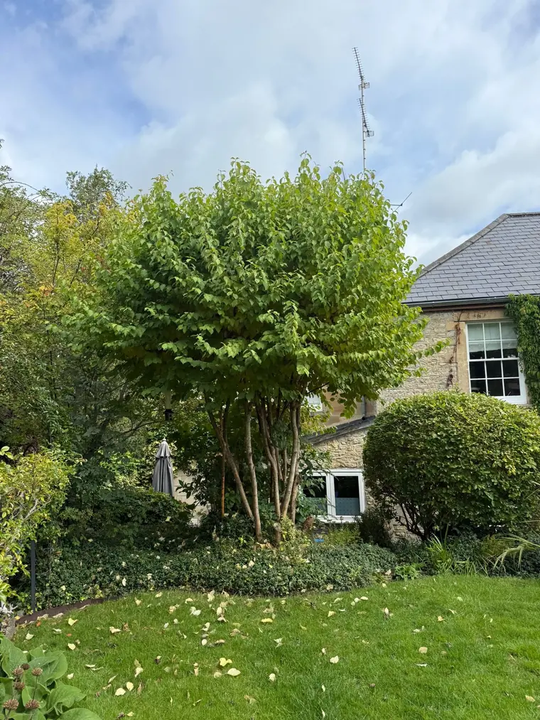 Bushy garden tree in front of a Cotswold stone cottage, before pruning