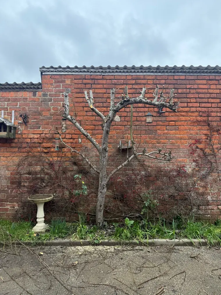 The wall-trained fruit tree pruned back to its branch framework against the brick wall