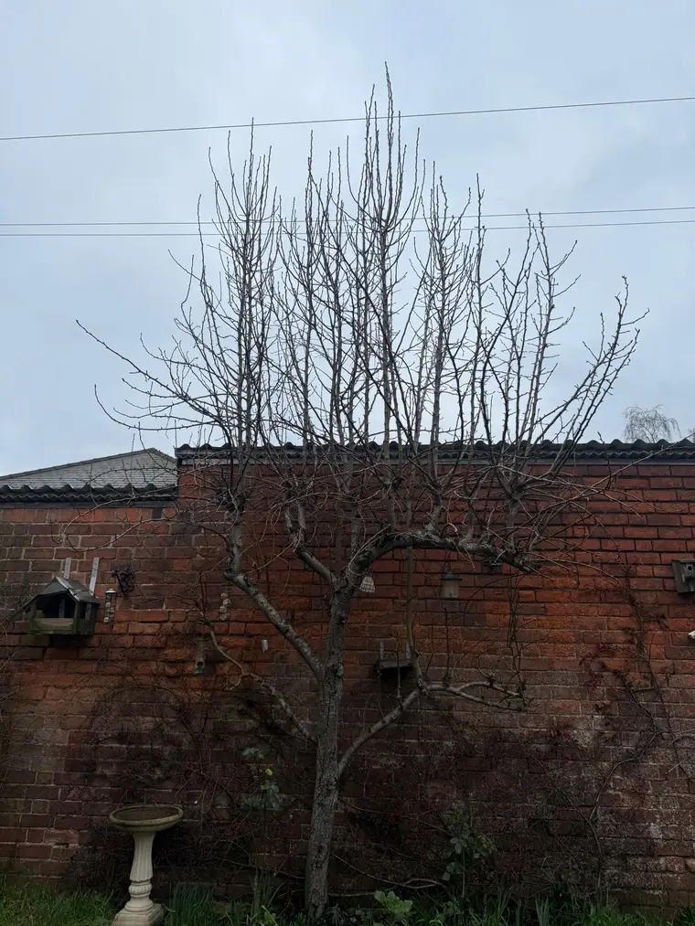Wall-trained fruit tree against a red brick wall, covered in tall upright shoots