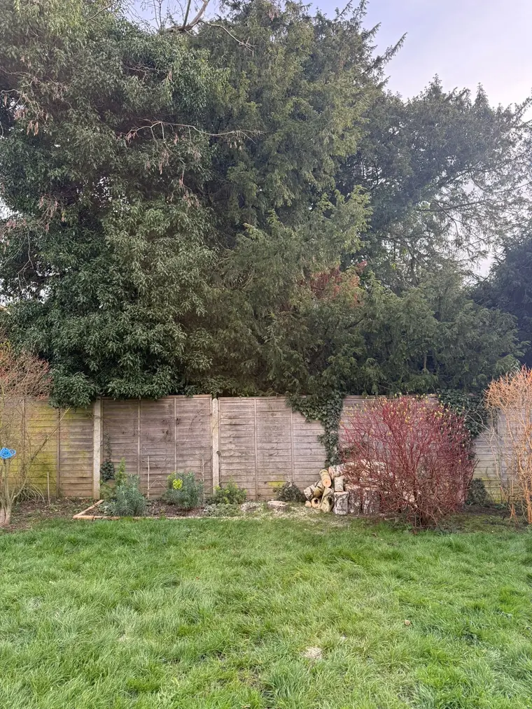 Large dark evergreen trees behind a garden fence, with cut logs stacked at the foot