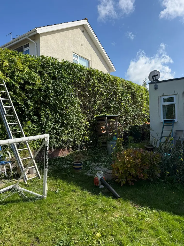 The same garden hedge cut back square, with ladders still against it
