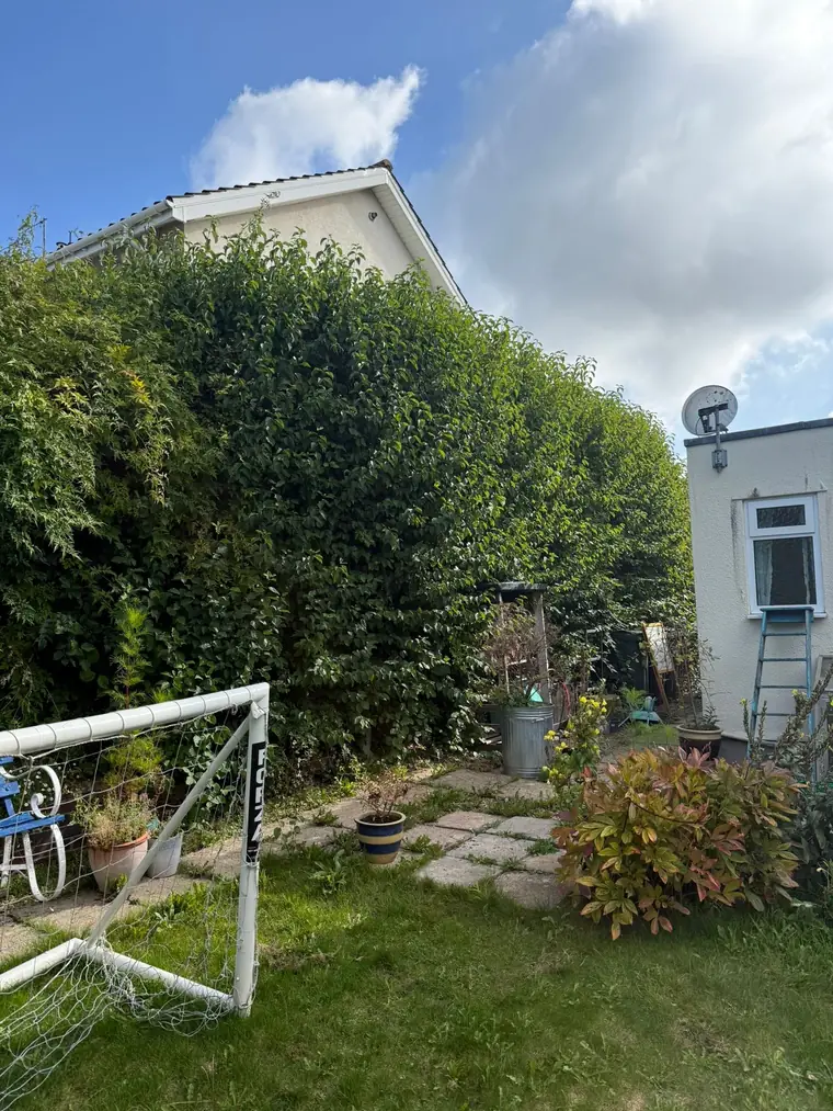 Tall overgrown hedge along the side of a garden next to a house, before cutting