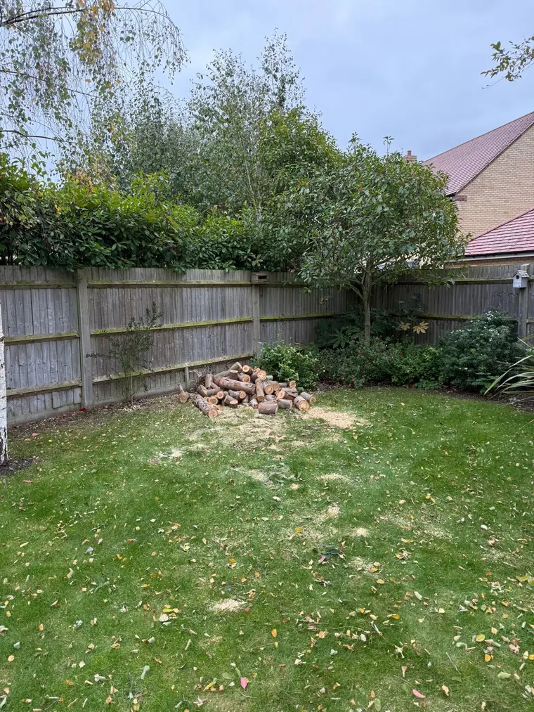 Logs stacked by a garden fence and wood chippings on the lawn where a tree once stood