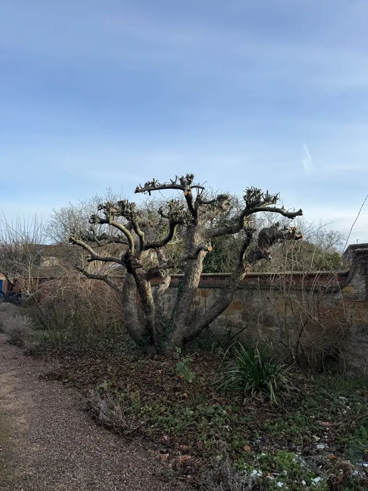 Old tree pollarded back to its knuckles in a walled garden